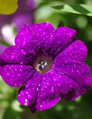 Fiore bellissimo con petali di un viola acceso e rugiada