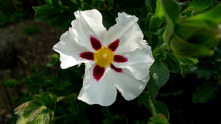 Fiore bianco con tanti piccoli coni rossastri al centro