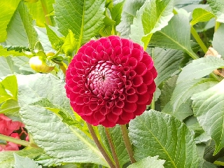 Fiore molto particolare di colore rosso con petali disposti a celle