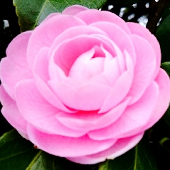 Fiore simile a rosa per ogni evenienza