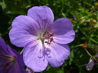 Fiore viola molto aggraziato da vicino