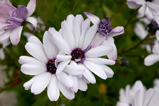 Fiori bianchi molto belli e delicati