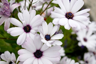 Fiori bianchi ravvicinati che esprimono delicatezza