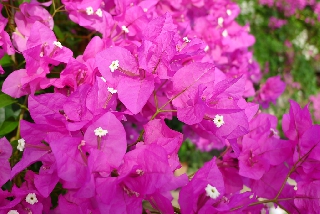 Fiori della Jamaica piuttosto comuni