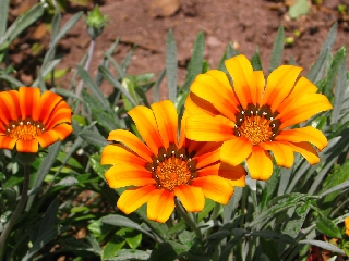 Fiori gialli con molte venature arancioni