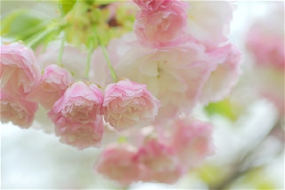 Fiori meravigliosi per un dolce pensiero