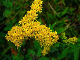 Fiori piccolissimi gialli ravvicinati nel verde