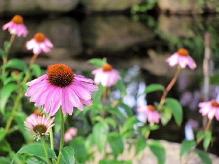 Fiori rosa comuni nel prato