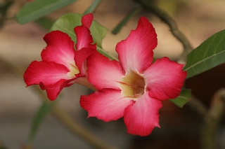 Fiori rossi con sfumature bianche