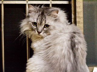 Gatto che esprime tristezza e dolcezza