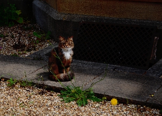 Gatto stupito da passante