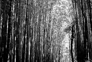 Grigiore di foresta che suscita tristezza