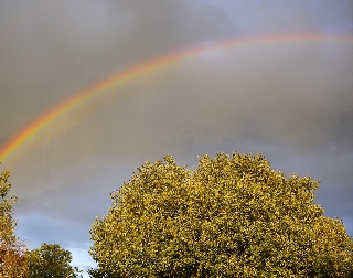 Mezzo arcobaleno in cielo grigio sopra albero