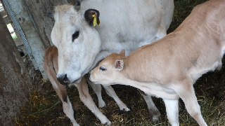 Piccola mucca che chiede tenere coccole alla madre