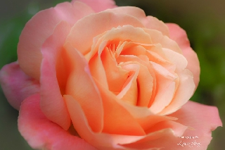 Rosa arancionastra con freschi petali