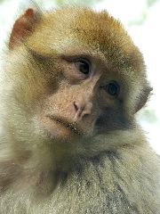 Scimmia malinconica con testa china di lato