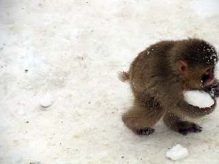Simpatica scimmietta che ruba la neve