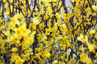 Tantissimi fiori gialli su rametti