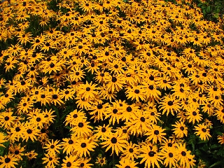 Tantissimi fiori gialli vicini