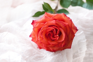 Tenerezza di un sentimento di amore manifestato con una splendida rosa
