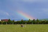 Accenno di arcobaleno largo sulla fattoria con animali