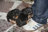 Immagine piedi Adorabili cuccioli di cane in cerca di coccole ai piedi di una persona