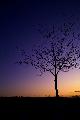 Immagine alberello Alberello isolato al tramonto che suscita malinconia