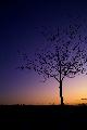 Immagine malinconia Alberello isolato al tramonto che suscita malinconia