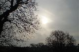 Immagine bella Alberi distanti tra loro in una giornata non molto bella