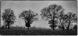 Alberi lontani con cielo grigio inquietante sullo sfondo