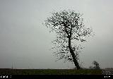 Immagine sotto Albero che incute tristezza sotto un cielo plumbeo