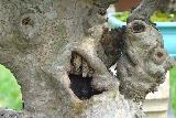 Immagine parvenza Albero divertente con parvenza di mostriciattolo
