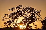 Immagine albero Albero fantastico che sembra piegato al tramonto