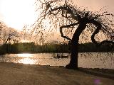 Immagine meraviglioso Albero meraviglioso con rami inquietanti al lago