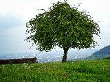 Immagine albero Albero solitario per persone romantiche