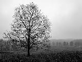 Albero spettrale spoglio e grigio sotto un cielo plumbeo