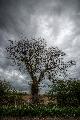 Immagine sotto Albero spoglio nel campo sotto un cielo plumbeo