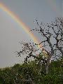 Immagine arcobaleno Arcobaleno come saetta che colpisce albero rinsecchito