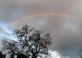 Arcobaleno sopra albero rinsecchito in cielo nuvoloso