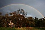 Arcobaleno sopra boschetto con alberi secchi