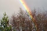 Immagine spesso Arcobaleno spesso al di là degli alberi