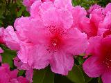 Immagine fiori Bei fiori rosati sul fucsia