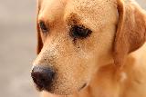 Bel cane marrone con espressione del viso malinconica