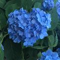 Immagine azzurri Bel cuore formato da petali azzurri di ortensia