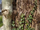 Immagine cuore Bel cuore in rilievo su tronco di albero