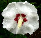 Immagine bel Bel fiore bianco bagnato dalla pioggia in primo piano
