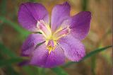 Bel fiore con larghi petali viola