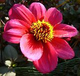 Bel fiore con petali rossi carnosi e centro variegato giallastro