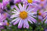 Immagine porpora Bel fiore dai petali bagnati bianchi e porpora