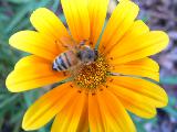 Immagine bel Bel fiore giallo con dentro una bella ape